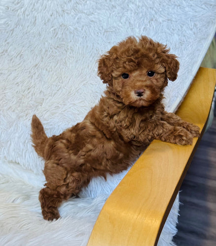 Max Male Mini Poodle