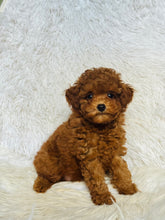 Load image into Gallery viewer, Kobe Male Toy Poodle