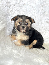 Load image into Gallery viewer, Bingo Male Toy Morkie