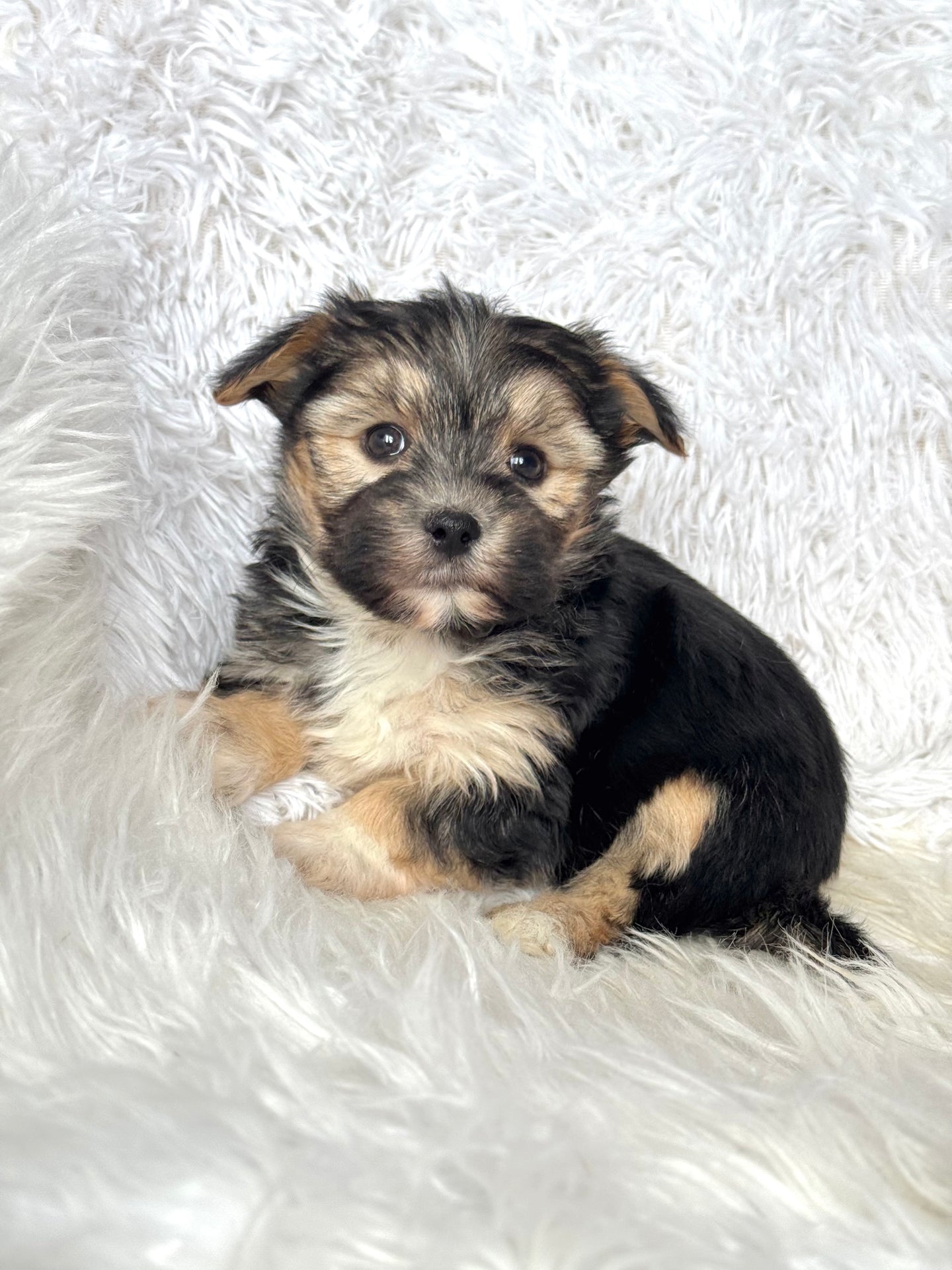 Bingo Male Toy Morkie