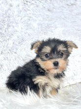 Charger l&#39;image dans la galerie, Winston Male Toy Morkie