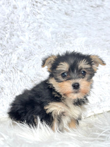 Winston Male Toy Morkie