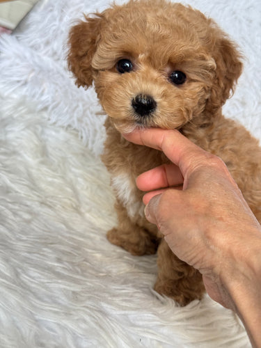 Chewie Male Toy Maltipoo