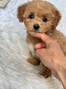 Chewie Male Toy Maltipoo