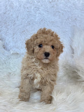 Load image into Gallery viewer, Pluto Male Toy Poodle