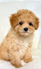 Load image into Gallery viewer, Liam Male Toy Poodle