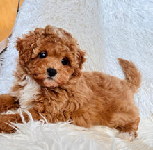 Load image into Gallery viewer, Jay Male Toy/Mini Maltipoo