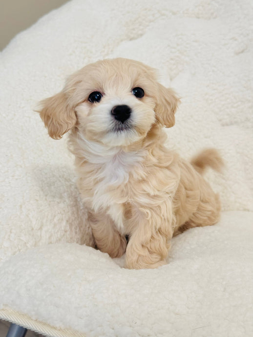 Elsa Female Toy Maltipoo