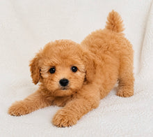 Load image into Gallery viewer, Mason Male Toy/Mini Poodle
