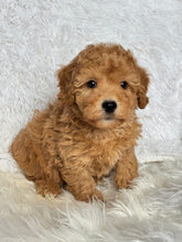 Load image into Gallery viewer, Tatsuya Male Toy/Mini Poodle