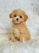 Load image into Gallery viewer, Bruno Male Toy Maltipoo