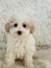Load image into Gallery viewer, Lisa Female Toy Maltipoo