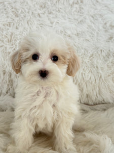 Lisa Female Toy Maltipoo
