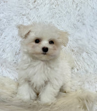 Load image into Gallery viewer, Frankie Male Tiny Toy Maltese