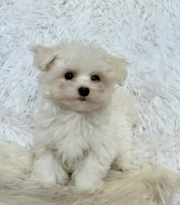 Frankie Male Tiny Toy Maltese