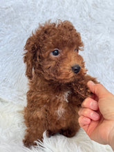 Load image into Gallery viewer, Appi Male Toy/Mini Poodle