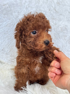 Appi Male Toy/Mini Poodle