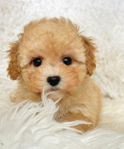 Augusta Female Toy/Mini Maltipoo