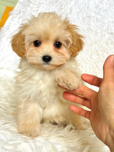 Waffles Female Toy Maltipoo