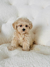 Load image into Gallery viewer, Biscuit Male Toy Maltipoo