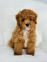 Load image into Gallery viewer, Scout Male Toy/Mini Poodle