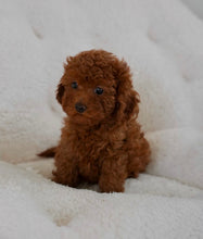 Cargar imagen en el visor de la galería, Prince Male Toy Poodle