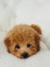 Load image into Gallery viewer, Teddy Male Mini Poodle