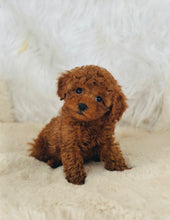 Load image into Gallery viewer, Charlie Male Mini Poodle