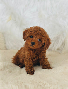 Charlie Male Mini Poodle