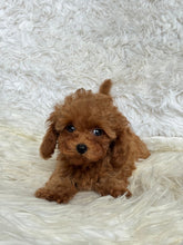 Load image into Gallery viewer, Hope Female Tiny Toy Poodle