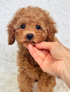 Penelope Female Toy Poodle