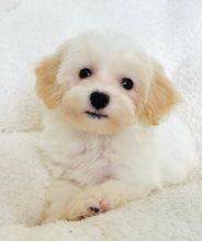 Cargar imagen en el visor de la galería, Messi Male Toy Maltipoo