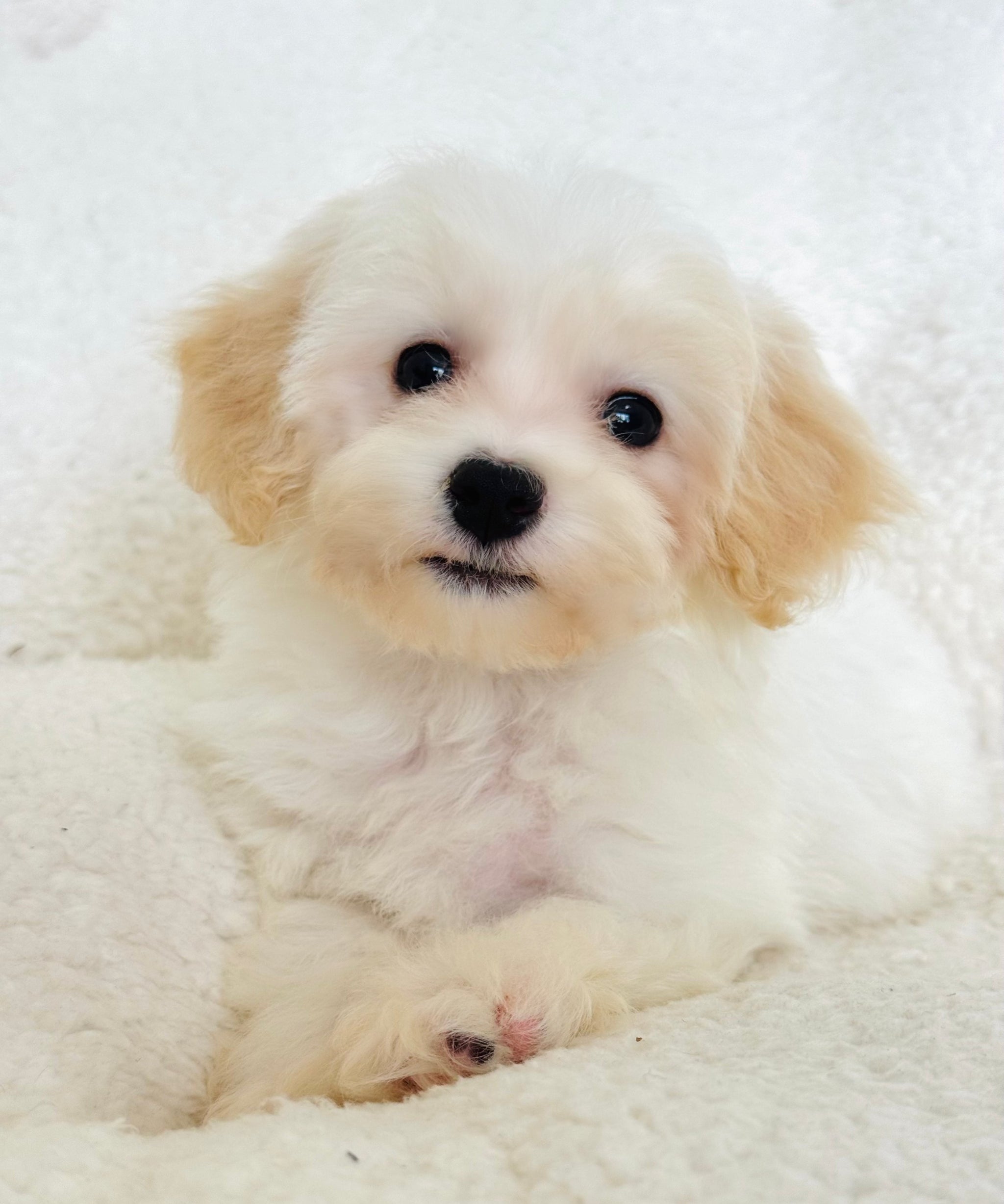 Maltipoo Puppies For Sale – Balises 