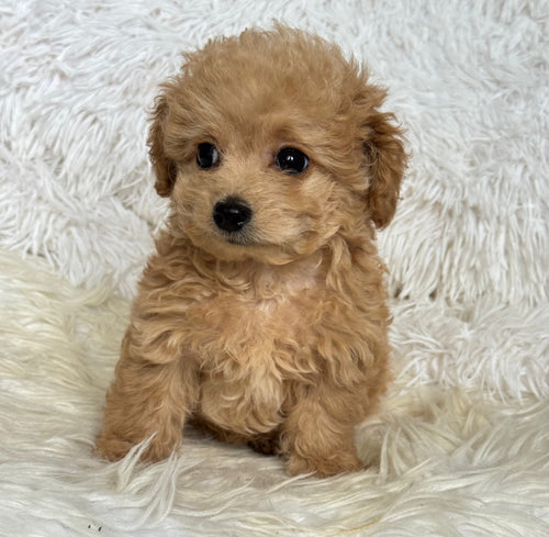 Jamie Male Toy Maltipoo