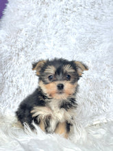 Charger l&#39;image dans la galerie, Winston Male Toy Morkie