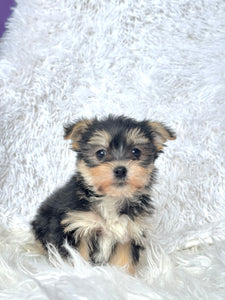 Winston Male Toy Morkie