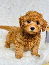 Load image into Gallery viewer, Jamie Male Toy Poodle