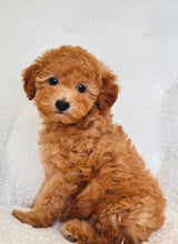 Cargar imagen en el visor de la galería, Nala Female Mini Poodle