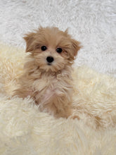 Load image into Gallery viewer, Jake Male Toy/Mini Maltipoo