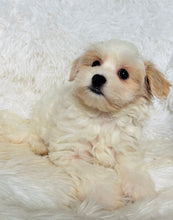 Load image into Gallery viewer, Maya Female Toy Maltipoo