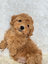 Load image into Gallery viewer, Tatsuya Male Toy/Mini Poodle