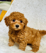 Load image into Gallery viewer, Jamie Male Toy Poodle