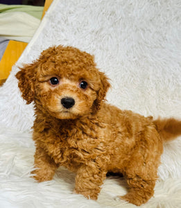 Jamie Male Toy Poodle
