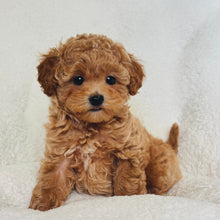 Cargar imagen en el visor de la galería, Riley Female Mini Poodle