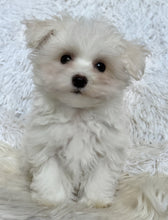 Load image into Gallery viewer, Frankie Male Tiny Toy Maltese