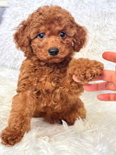 Load image into Gallery viewer, Teddy Male Mini Poodle
