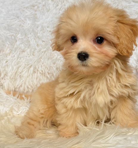 Mason Toy/Mini Maltipoo