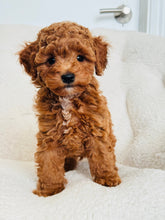Load image into Gallery viewer, Loki Male Toy/Mini Poodle