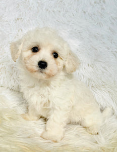 Snow Female Toy Maltipoo