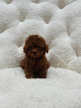 Load image into Gallery viewer, Lucy Female Tiny Toy Poodle